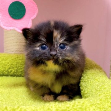 マンチカン(長足)【千葉県・女の子・2025年2月11日・トーティ（長毛（ロング））】の写真「♥両親遺伝子検査済み♥」