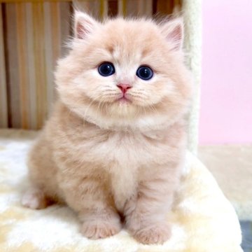 マンチカン(短足)【千葉県・女の子・2025年4月22日・クリームタビー（長毛（ロング））】の写真「♥短足ちゃん♥両親遺伝子検査済み♥」