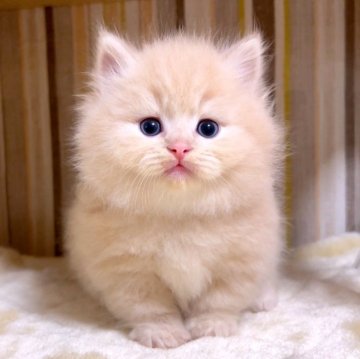 マンチカン(短足)【千葉県・男の子・2025年3月7日・クリームタビー（長毛（ロング））】の写真「♥短足ちゃん♥両親遺伝子検査済み♥」