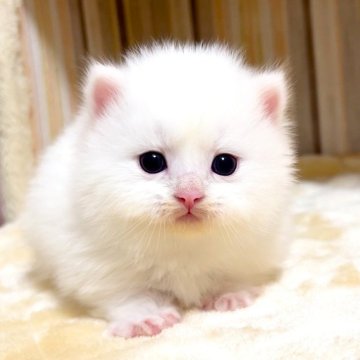 マンチカン(短足)【千葉県・男の子・2026年2月17日・ホワイト（長毛（ロング））】の写真「♥極短足ちゃん♥両親遺伝子検査済み♥」