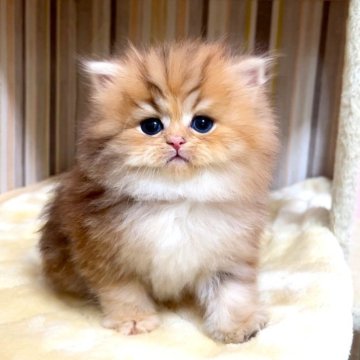 ペルシャ(チンチラ)【千葉県・女の子・2025年11月15日・チンチラゴールデン（長毛（ロング））】の写真「クリクリな瞳のチンチラちゃんです♥」