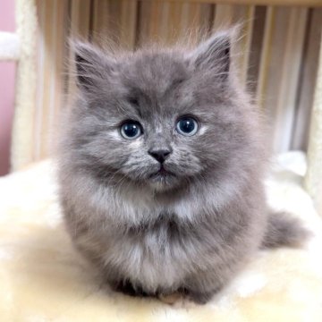 マンチカン(短足)【千葉県・女の子・2026年1月27日・ブルーパッチドタビー（長毛（ロング））】の写真「♥短足ちゃん♥両親遺伝子検査済み♥」