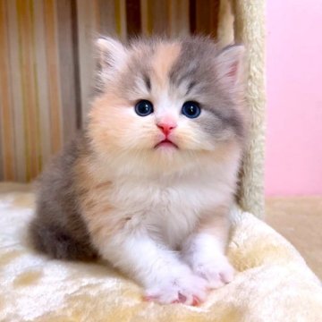 マンチカン(長足)【千葉県・女の子・2025年4月1日・ダイリュートキャリコ（長毛（ロング））】の写真「♥希少カラーの八割れ♥両親遺伝子検査済み♥」
