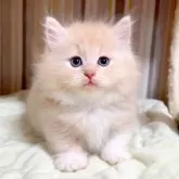 マンチカン(短足)【千葉県・男の子・2025年8月16日・クリームタビーホワイト】の写真1