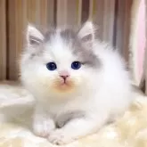 マンチカン(長足)