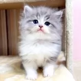 マンチカン(長足)