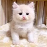 マンチカン(長足)