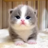 マンチカン(短足)
