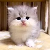 マンチカン(短足)