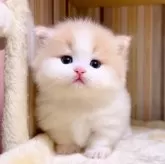 マンチカン(短足)【千葉県・女の子・2025年3月7日・クリームタビーホワイト】の写真1