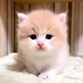 マンチカン(短足)