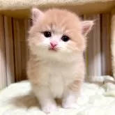 マンチカン(長足)