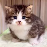 マンチカン(短足)