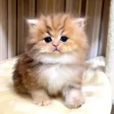 ペルシャ(チンチラ)