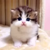 マンチカン(長足)
