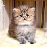 ミヌエット(長足)