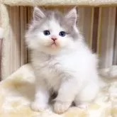 マンチカン(長足)