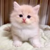 マンチカン(短足)