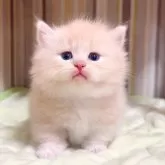 マンチカン(短足)