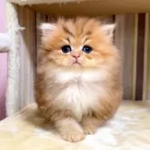 ペルシャ(チンチラ)