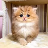 ペルシャ(チンチラ)【千葉県・女の子・2025年11月15日・チンチラゴールデン】の写真2