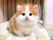 ミヌエット(短足)【千葉県・男の子・2025年8月8日・レッドタビーホワイト】の写真2