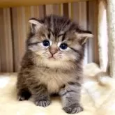 マンチカン(長足)【千葉県・男の子・2026年1月27日・ブラウンタビー】の写真2