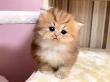 ペルシャ(チンチラ)【千葉県・女の子・2025年11月15日・チンチラゴールデン】の写真3