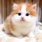 ミヌエット(短足)【千葉県・男の子・2025年8月8日・レッドタビーホワイト】の写真3