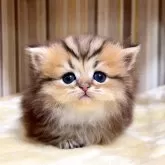 ミヌエット(短足)【千葉県・男の子・2025年11月18日・チンチラゴールデン】の写真3