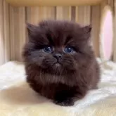 マンチカン(短足)【千葉県・男の子・2025年4月22日・ブラック】の写真4