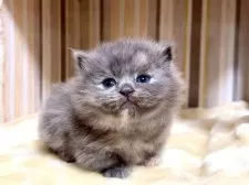 マンチカン(短足)【千葉県・女の子・2026年1月27日・ブルーパッチドタビー】の写真4