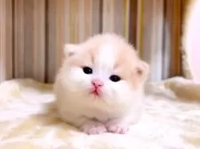 マンチカン(短足)【千葉県・女の子・2025年3月7日・クリームタビーホワイト】の写真4