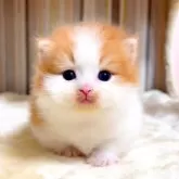 ミヌエット(短足)【千葉県・男の子・2025年8月8日・レッドタビーホワイト】の写真7