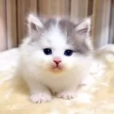 マンチカン(長足)【千葉県・男の子・2025年6月2日・ブルータビーホワイト】の写真7