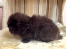 マンチカン(短足)【千葉県・男の子・2025年4月22日・ブラック】の写真9