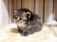 マンチカン(長足)【千葉県・男の子・2026年1月27日・ブラウンタビー】の写真9