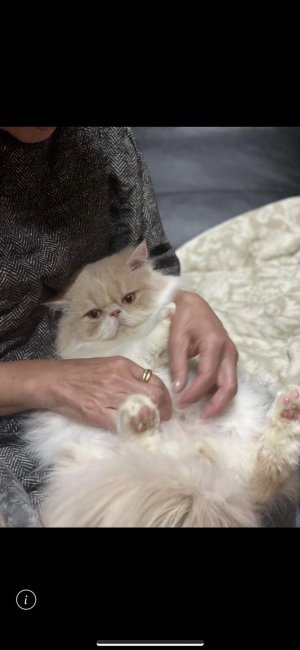 中屋かおりブリーダー