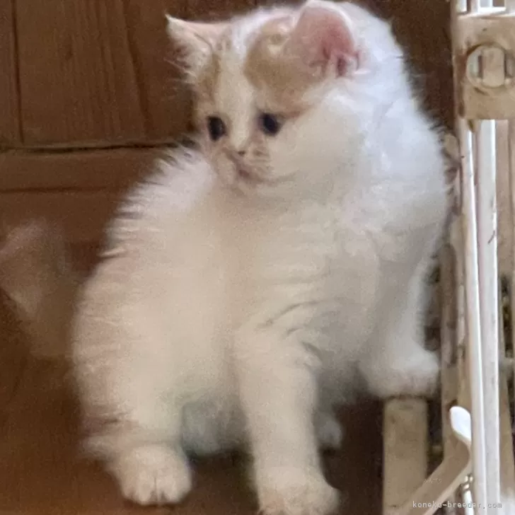 ID：2506-00052の子猫