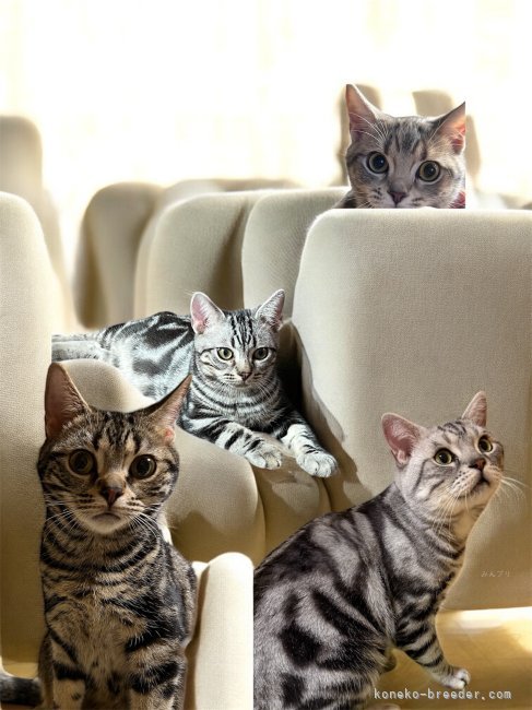 アメショーズ親猫達🩷｜大野　彩(おおの　あや)ブリーダー(高知県・アメリカンショートヘアなど・JCC（旧ACC）登録)の紹介写真1