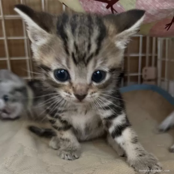 ID:2403-02726の子猫