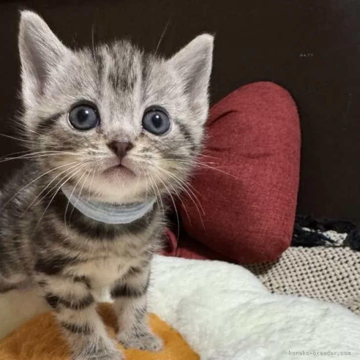 かい 様のお迎えした子猫