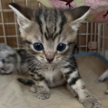 アメリカンショートヘア【高知県・女の子・2024年3月16日・ブラウンタビー】の写真「どんどん成長中！」