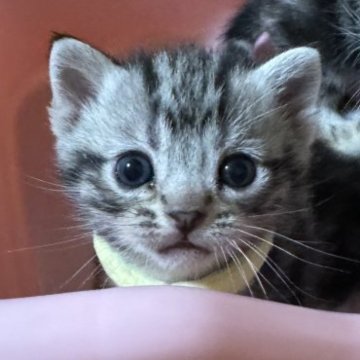 アメリカンショートヘア【高知県・女の子・2024年3月16日・シルバータビー】の写真「元気すぎる丸顔ちゃんです」