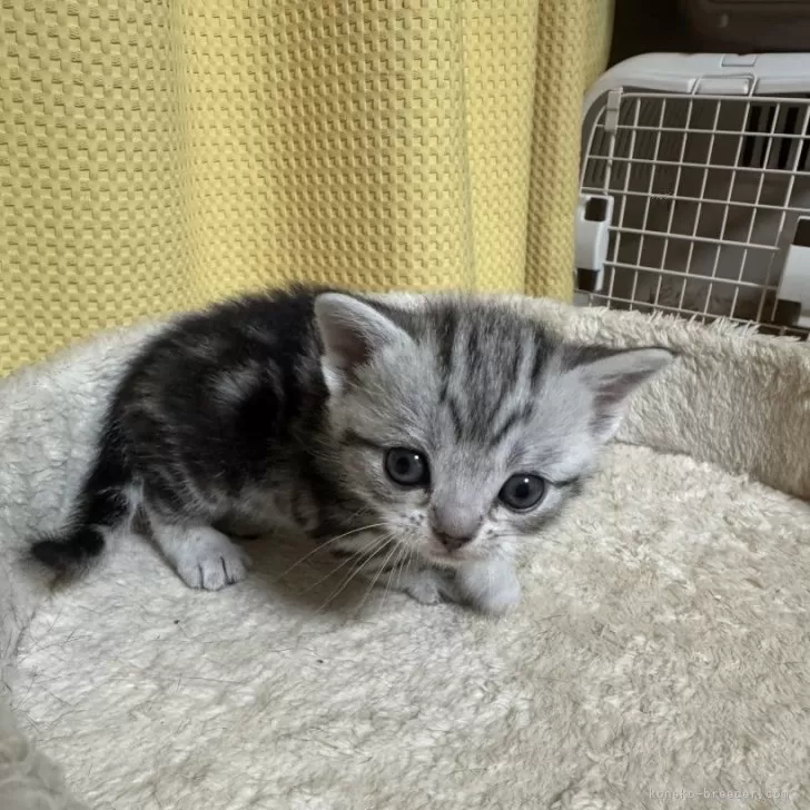 ID：2504-00775の子猫