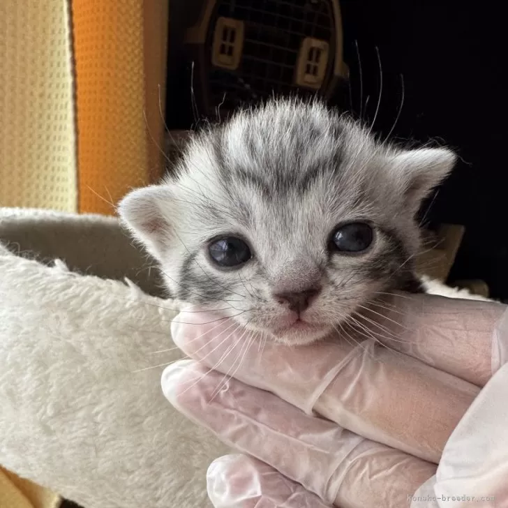 ID:2503-02926の子猫