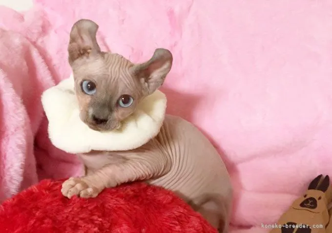 ID：2112-00697の子猫