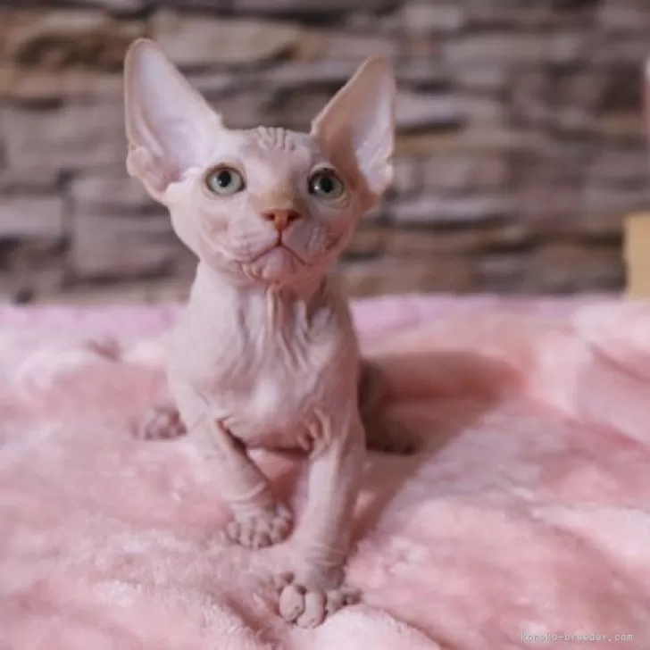 A.M 様のお迎えした子猫