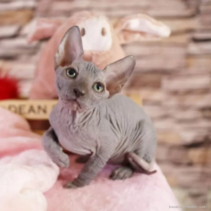 おお 様のお迎えした子猫