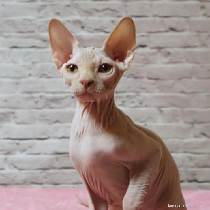 ID：2211-02424の子猫